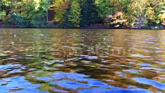 黄秋树和林湖德国的秋树视频的预览图