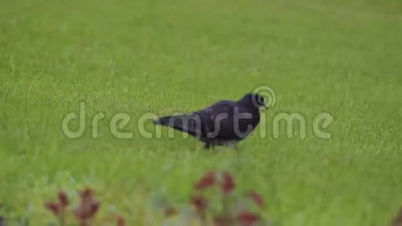 鸽子在公园里美丽的草地上散步美丽的草视频的预览图