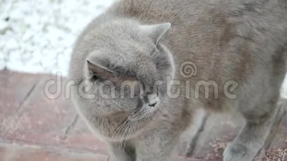 灰猫动物苏格兰可爱猫甜视频的预览图