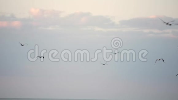 海鸥在蓝色阳光明媚的天空中缓慢地飞过海岸视频的预览图
