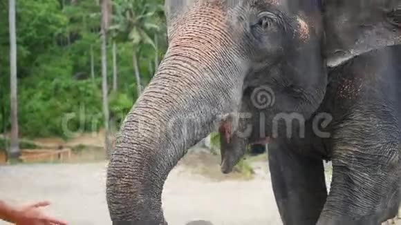 大象吃香蕉特写泰国菲律宾视频的预览图