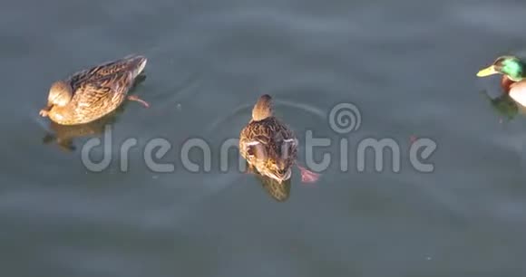 下午一群鸭子在水里游泳视频的预览图