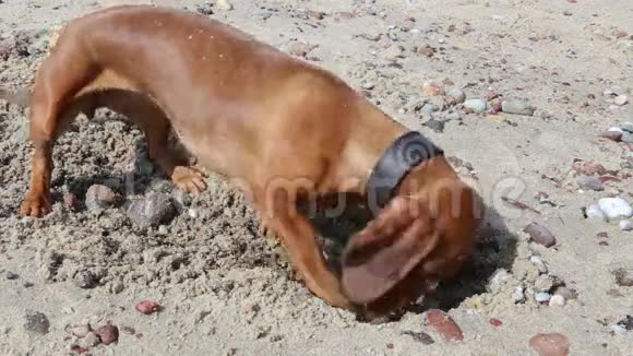 小狗狗正在沙坑里挖坑视频的预览图