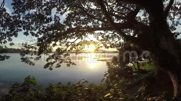 日落时树木的轮廓装饰了湖景视频的预览图