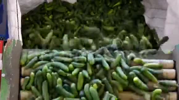 新鲜黄瓜准备运输视频的预览图