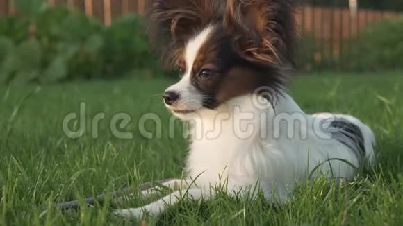 美丽的帕皮龙大陆玩具斯皮尔小狗躺在绿色草坪股票录像视频视频的预览图