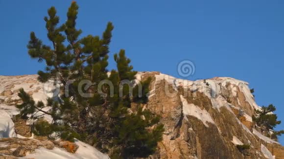 克里米亚山脉雪山上的松树视频的预览图