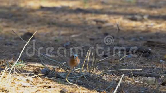 一只橙色胸脯的小鸟走在地上鸟儿走路啄食这片土地上长满了干草和松树视频的预览图