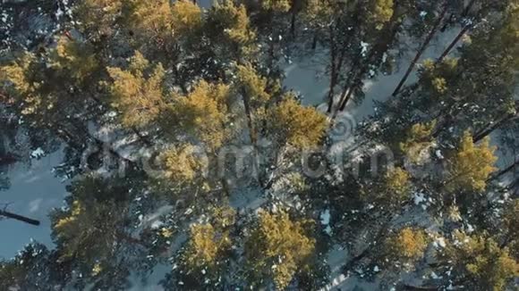 空中射击飞行欧文雪冬森林冬天在山上低空飞越森林视频的预览图