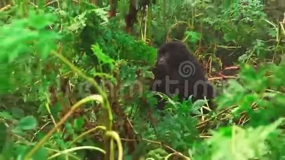 山地大猩猩在森林的野外放大视频的预览图