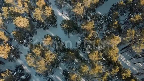 空中射击飞行欧文雪冬森林冬天在山上低空飞越森林视频的预览图