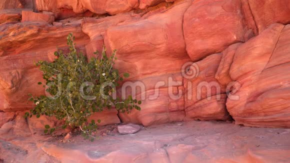 彩色峡谷沙漠山脉的植物视频的预览图