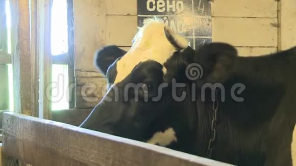 围场内的牛头近景视频的预览图