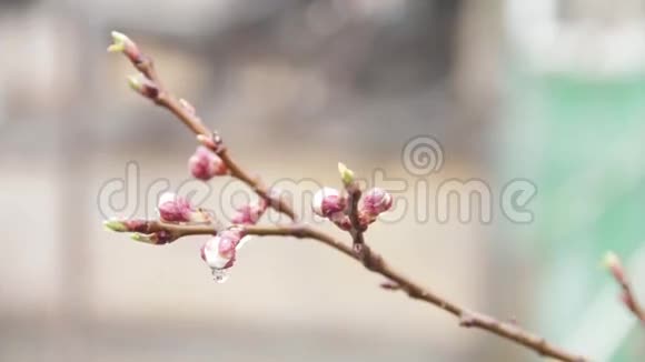 春天的杏花开了杏树花视频的预览图
