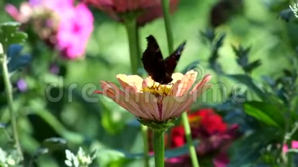 蝴蝶欧洲孔雀采集花蜜视频的预览图