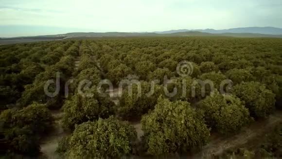 加州贝克斯菲尔德的蛙人天桥橘树林视频的预览图