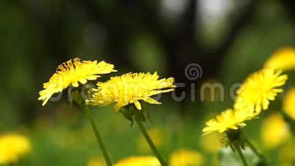 草地上的黄色蒲公英晴朗的太阳夏天白天视频的预览图