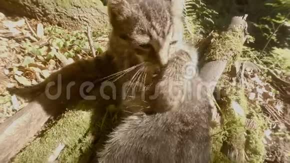 灰色森林野生小猫在明亮的阳光下在树和石头下玩耍视频的预览图