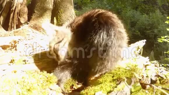 灰林野猫在阳光下玩尾巴视频的预览图