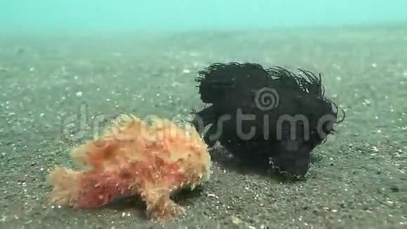 两只毛蛙在海底行走视频的预览图