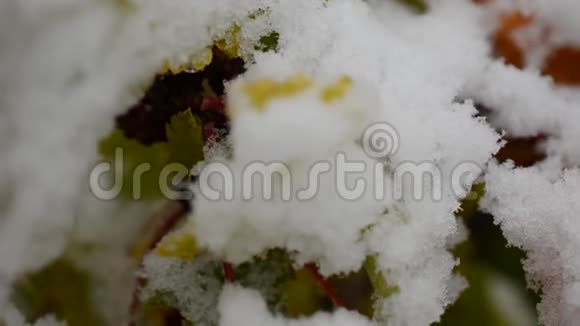 绿色植被上的大雪视频的预览图