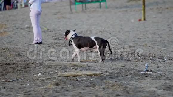 黑白獒犬顺着沙子走视频的预览图