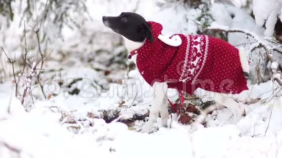冬天森林里的狗一份圣诞礼物宠物衣物视频的预览图
