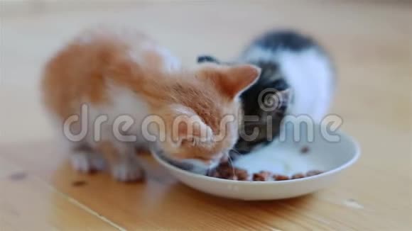 两只小可爱的小猫吃着碟里健康的猫粮视频的预览图