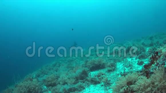 曼塔射线和黑尖礁鲨鱼视频的预览图