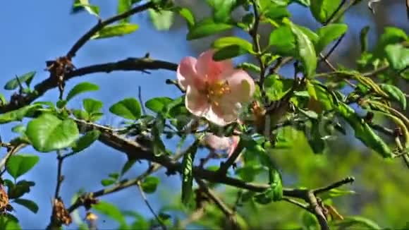 春天自然背景与花日本视频的预览图