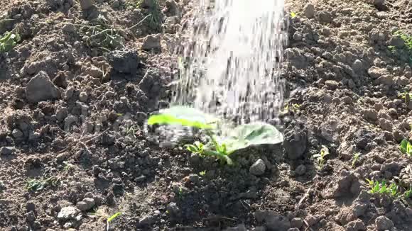 农夫园丁浇灌小南瓜幼苗视频的预览图