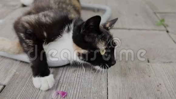 一天阳光明媚猫坐在街上视频的预览图