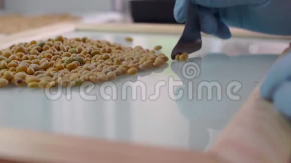 食品培养试验实验室的实验室助理对转基因豌豆种子进行检测慢动作视频的预览图