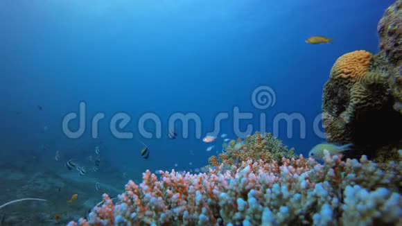 珊瑚花园蓝绿鱼旗福视频的预览图