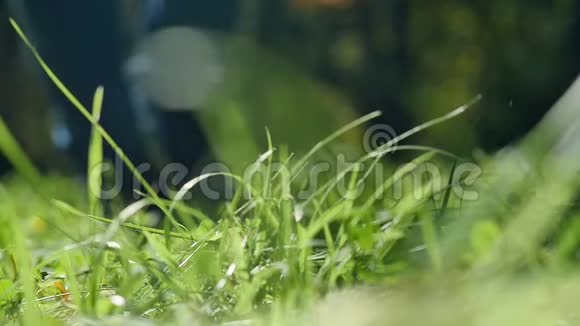阳光明媚的一天一个人在草地上慢镜头的闪光效果视频的预览图