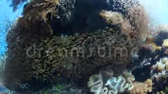 印尼阳光大礁学校清洁工视频的预览图