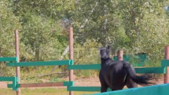 年轻的Stallion优雅的纯种深棕色的马经过阉割到处跑动物护理概念视频的预览图