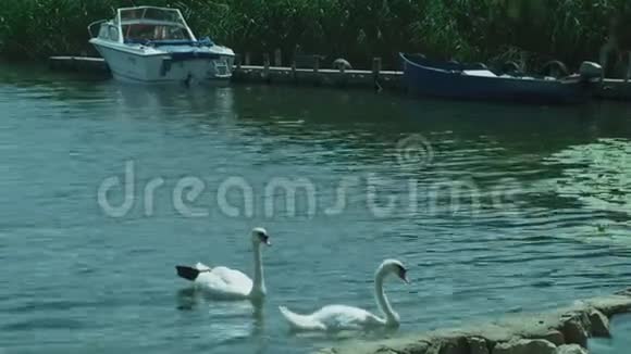 在奥赫里德湖一对天鹅在彼此旁边游泳视频的预览图