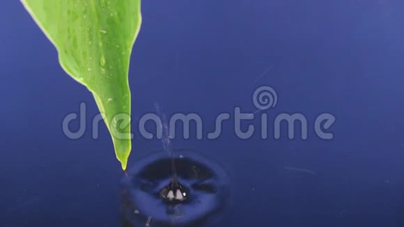 把绿叶上的水滴滴到蓝色的水里视频的预览图