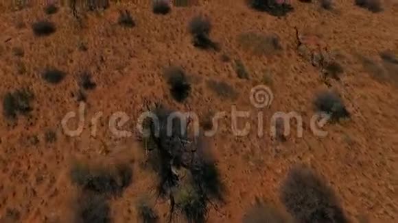 长颈鹿一家在纳米比亚领土上奔跑视频的预览图