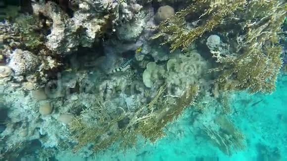 慢动作珊瑚礁你可以看到各种各样的鱼视频的预览图