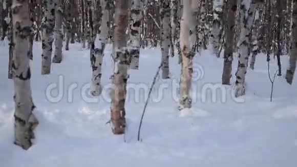 漫步在北极圈深雪的白桦林中视频的预览图