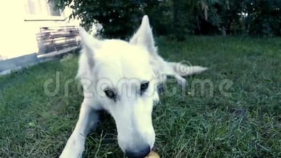 白色牧羊犬和苹果视频的预览图