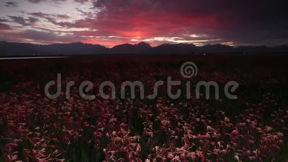 南非瓦托尼亚花田上的日落照片视频的预览图