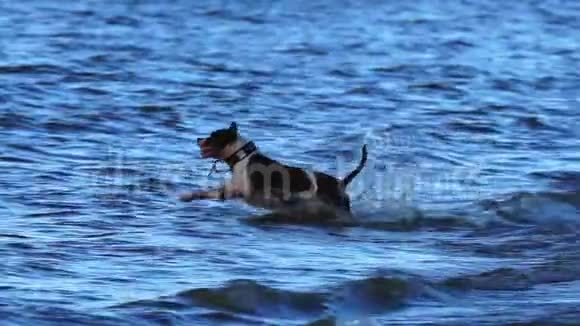 下面的动作黑白两色的Amstaff狗冲进水里这条狗正朝着它的目标快速前进视频的预览图