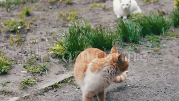 无家可归的猫以前在草地上视频的预览图