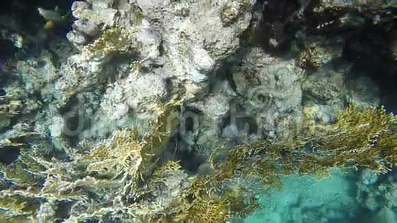 慢动作珊瑚礁附近的鱼你也可以看到巨大的视频的预览图