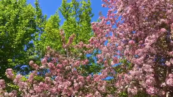 在蓝天的背景下盛开的粉红色苹果树枝在风中移动视频的预览图