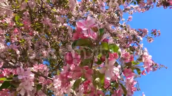 在蓝天的背景下盛开的粉红色苹果树枝在风中移动视频的预览图