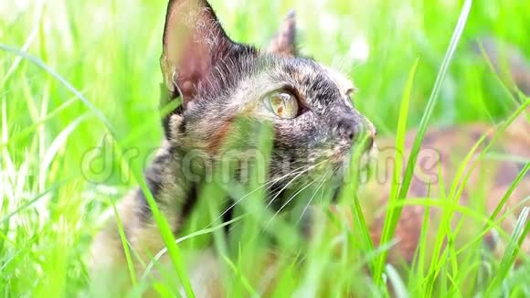 猫躺在花园的草地上视频的预览图